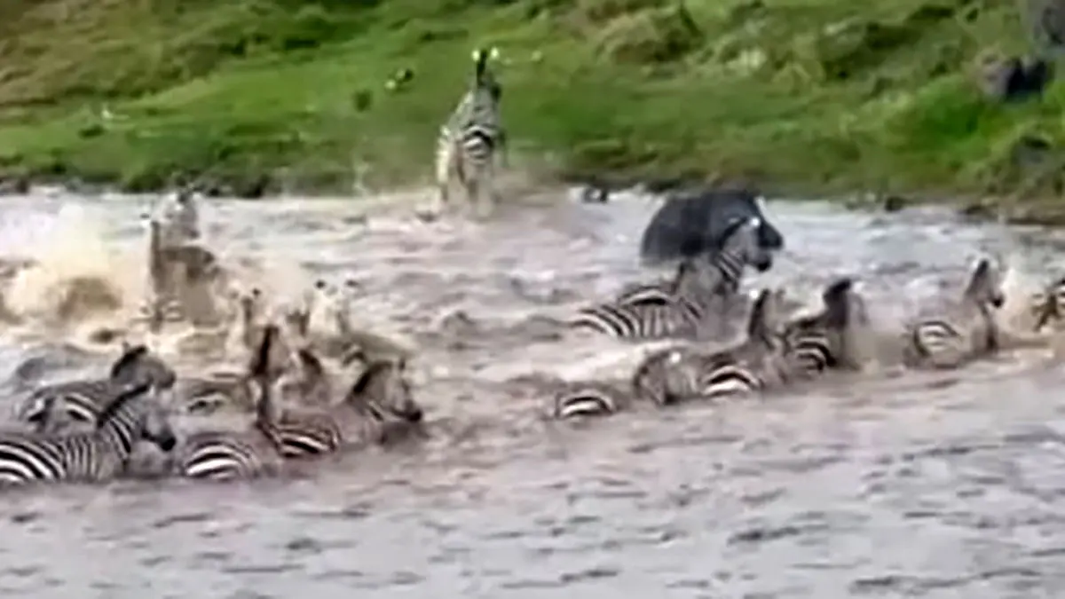 چگونه گورخر از حمله تمساح جان سالم به در برد؟ قیمت این فرار: یک پا