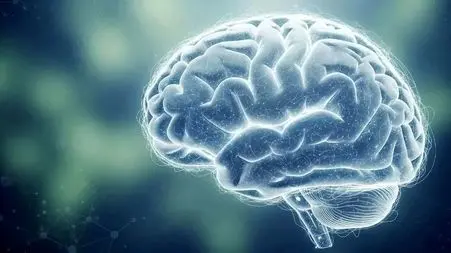 ارتباط جالب جذابیت بصری و تقویت سوخت مغزی