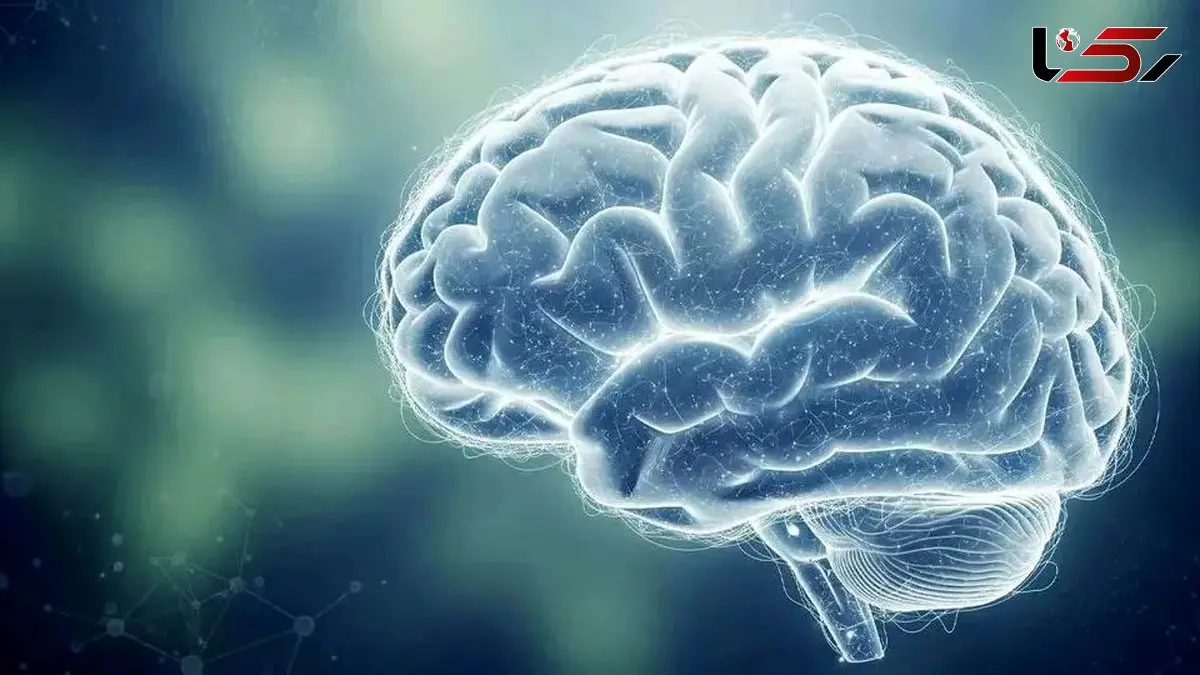 ارتباط جالب جذابیت بصری و تقویت سوخت مغزی