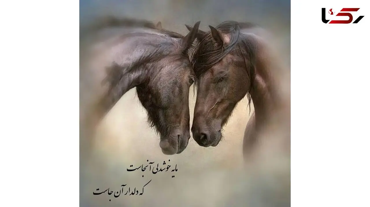 فال حافظ امروز / 29 اردیبهشت با تفسیر دقیق + فیلم