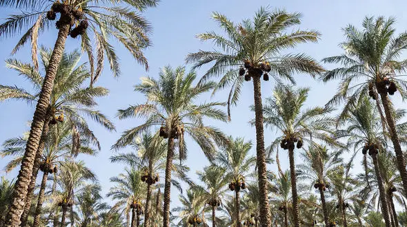 بارندگی ها چقدر به محصولات خرما ضرر زد؟ 