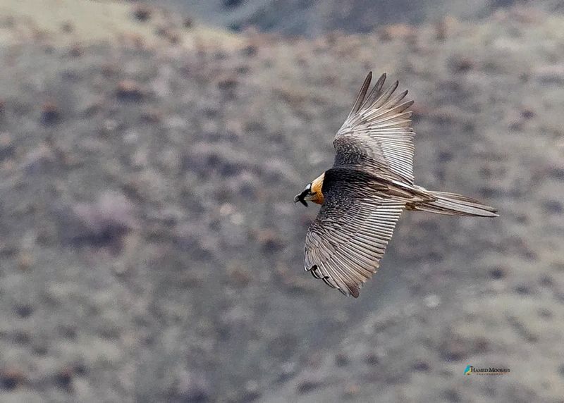 همای سعادت