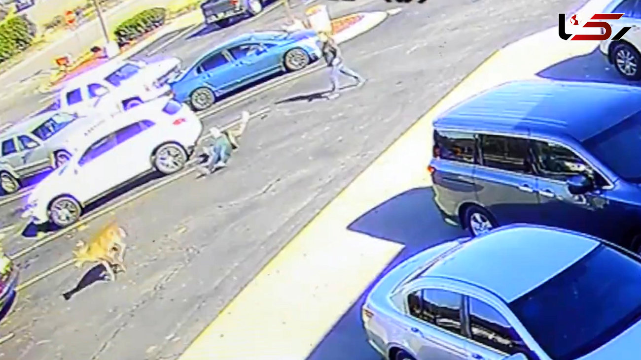فیلم لحظه حمله گوزن به یک مرد در پارکینگ