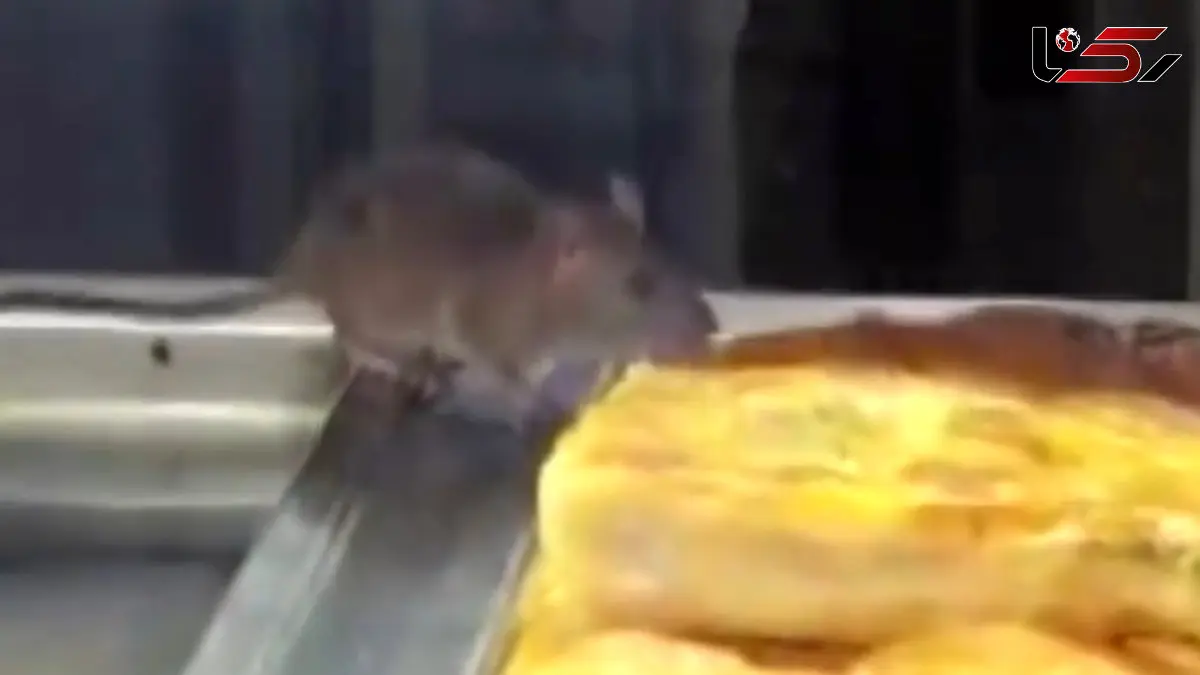 فیلم پرسه زدن موش میان سینی های شیرینی