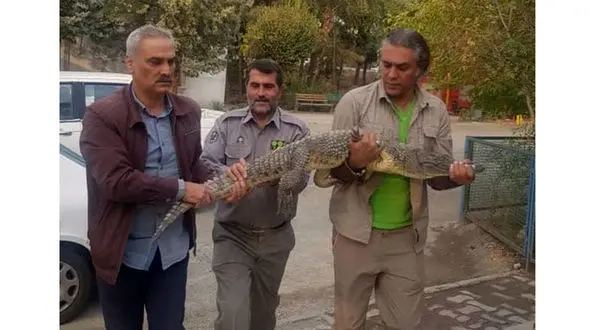 وحشت از کروکودیل از رستورانی در کرج + عکس 