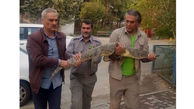 وحشت از کروکودیل از رستورانی در کرج + عکس 
