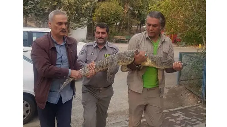وحشت از کروکودیل از رستورانی در کرج + عکس 