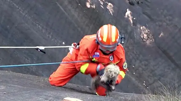 فیلم احساسی از نجات یک سگ در لبه پرتگاه / آتش نشانان جان خود را به خطر انداختند