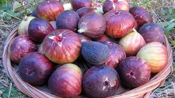 انجیر بخورید تا یبوست نگیرید 