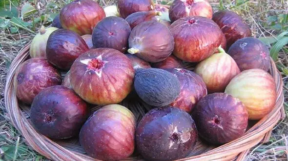 انجیر بخورید تا یبوست نگیرید 