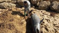 مرگ دردناک یک دلفین در ساحل چابهار!+عکسی تلخ