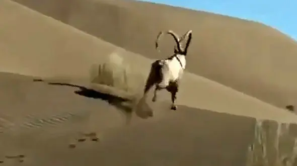 شناسایی عاملان جنایت تلخ در کویر مرنجاب / آنها بچه پولدار هستند