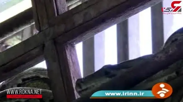 معبد بودایی بهشت مارهای پیتون + فیلم