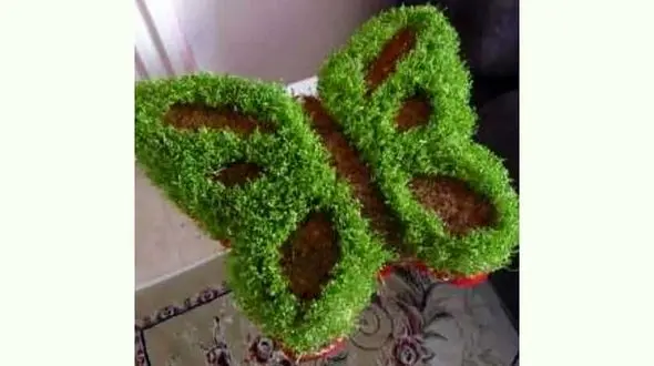 سبزه عید دو رنگ ، زینت بخش سفره های هفت سین 