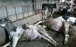 گلایه دامداران از بیمه کشاورزی / دامدار: 2 سال گذشته؛ ولی خسارت بیمه دام پرداخت نشده است / پرداخت خسارت بر اساس قیمت روز نیست؛ ما دو بار ضرر می کنیم