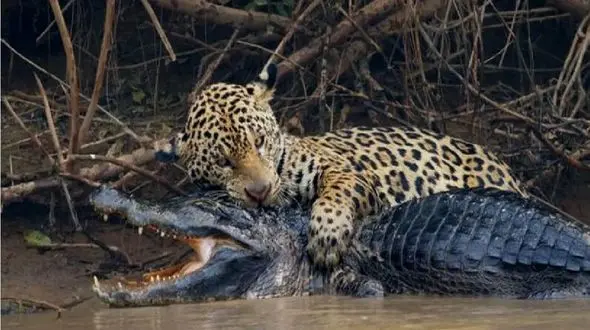 مستند حیات وحش؛ پلنگ ماهرانه خمیه زد رو تمساح خیز برداشت باراندازش کنه