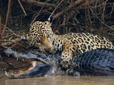 مستند حیات وحش؛ پلنگ ماهرانه خمیه زد رو تمساح خیز برداشت باراندازش کنه