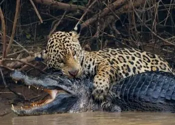 مستند حیات وحش؛ پلنگ ماهرانه خمیه زد رو تمساح خیز برداشت باراندازش کنه