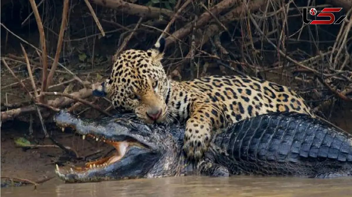 مستند حیات وحش؛ پلنگ ماهرانه خمیه زد رو تمساح خیز برداشت باراندازش کنه