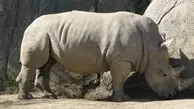 نگاه پر ابهت حیوانات + فیلم
