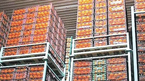 گرمای واردات به بهانه یخ‌زدگی مرکبات