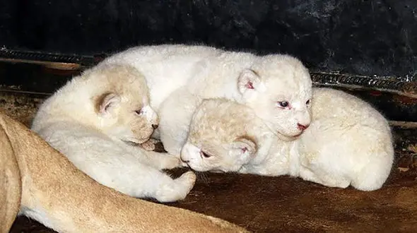 3 توله شیر سفید به باغ وحش صفه منتقل شدند 