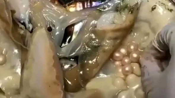 فیلم بیرون کشیدن مروارید از داخل صدف 