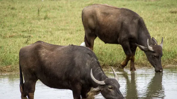 بدترین اتفاق برای 12 گاو در سال گاو / در دزفول رخ داد