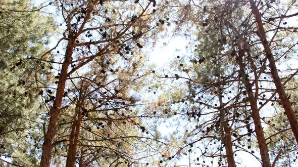 800 درخت در پارک چیتگر خشک شده اند