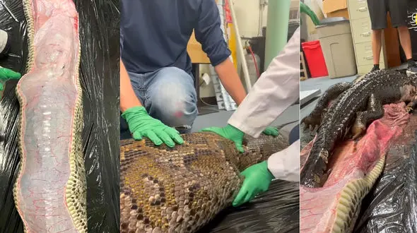 فیلم بیرون کشیدن یک تمساح از شکم پیتون غول پیکر ! / واقعا باورنکردنی !