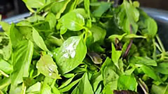 طرز تهیه سس پستو + فیلم