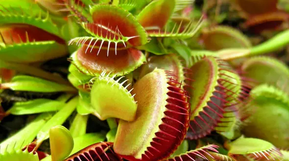 ببینید / فرار جالب حلزون از گیاه گوشت خوار + فیلم 