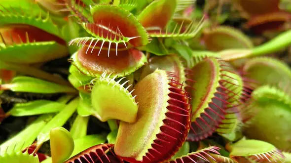 ببینید / فرار جالب حلزون از گیاه گوشت خوار + فیلم 