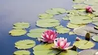 جشن نیلوفر چیست؟ 