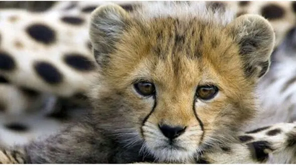 ورود دام و شتر به عرصه «یوز ها » ممنوع است/ حدود ۲۵ فرد یوز در منطقه توران 