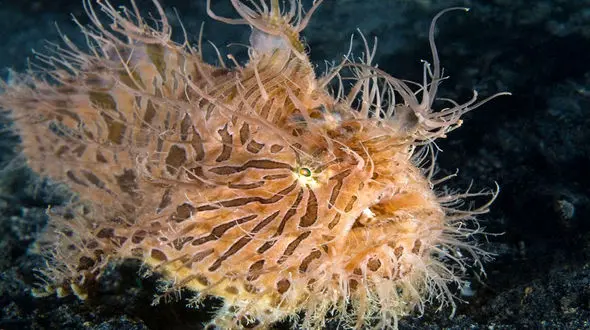 رکورد سریع‌ترین شکار زیر آب متعلق به کیست؟ + فیلم