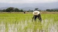 سهم 2.5 درصدی کشت برنج در داغ شدن جهان / کاهش کیفیت برنج های تولیدی در مزارع شمال ایران با گرمای زمین