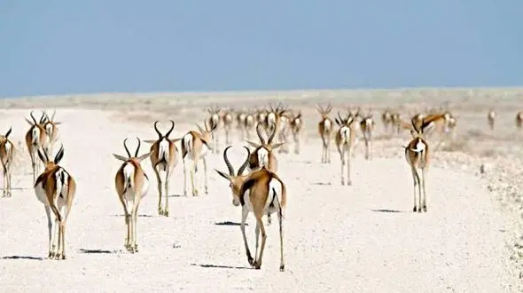 رازهای جالب درباره کوچ حیوانات