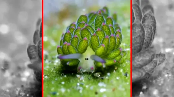 فیلم گوسفند دریایی در آب‌های اندونزی