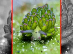 فیلم گوسفند دریایی در آب‌های اندونزی