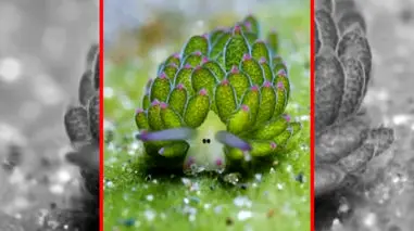 فیلم گوسفند دریایی در آب‌های اندونزی