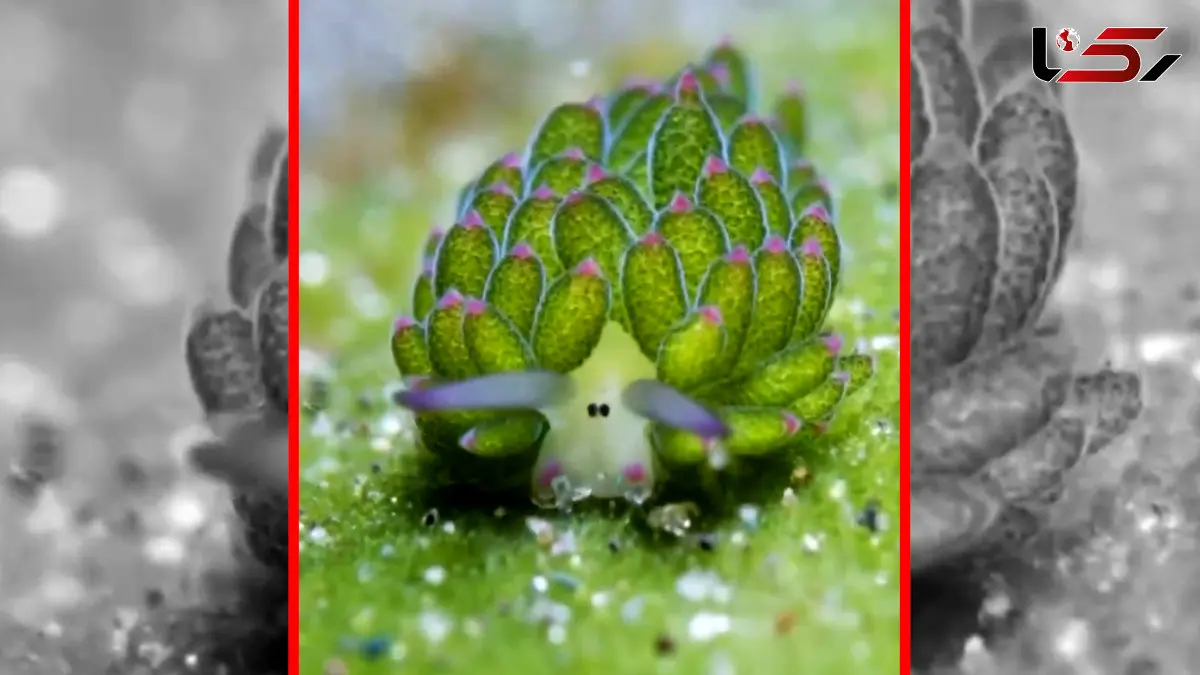 فیلم گوسفند دریایی در آب‌های اندونزی