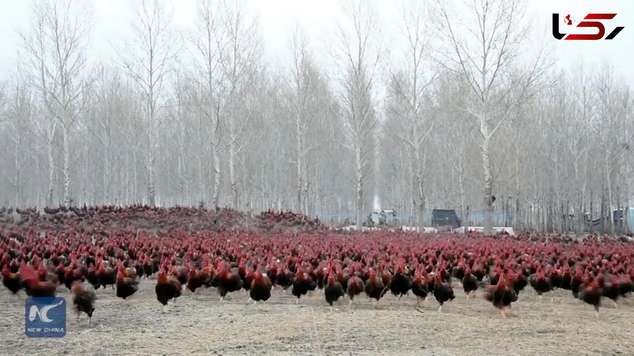 فیلم/ ببینید این مرد چینی چگونه 70 هزار خروس محلی را پرورش می دهد 