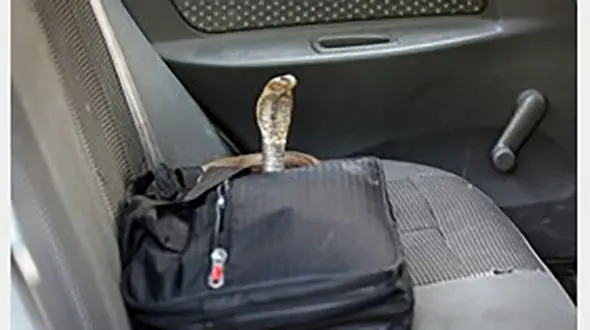 وحشت از مار سمی در پراید مرد سبزواری +عکس