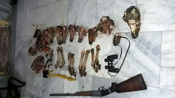 دستگیری 2 شکارچی متخلف در مشهد / آنها قوچ شکار می کردند