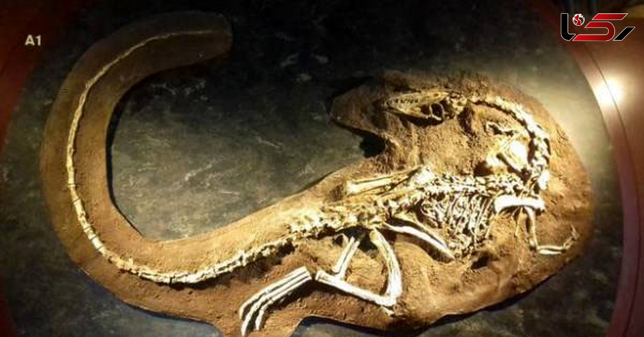 کشف جسد کامل یک دایناسور همه را شگفت زده کرد+عکس