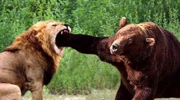  مستند حیات وحش حیوانات/ نبرد نفسگیر شیر و خرس / نبرد مرگ و زندگی