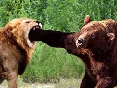  مستند حیات وحش حیوانات/ نبرد نفسگیر شیر و خرس / نبرد مرگ و زندگی