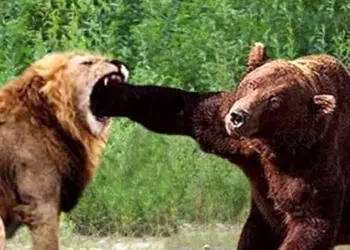  مستند حیات وحش حیوانات/ نبرد نفسگیر شیر و خرس / نبرد مرگ و زندگی