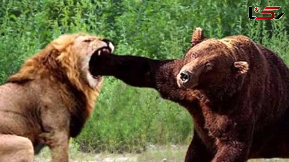  مستند حیات وحش حیوانات/ نبرد نفسگیر شیر و خرس / نبرد مرگ و زندگی